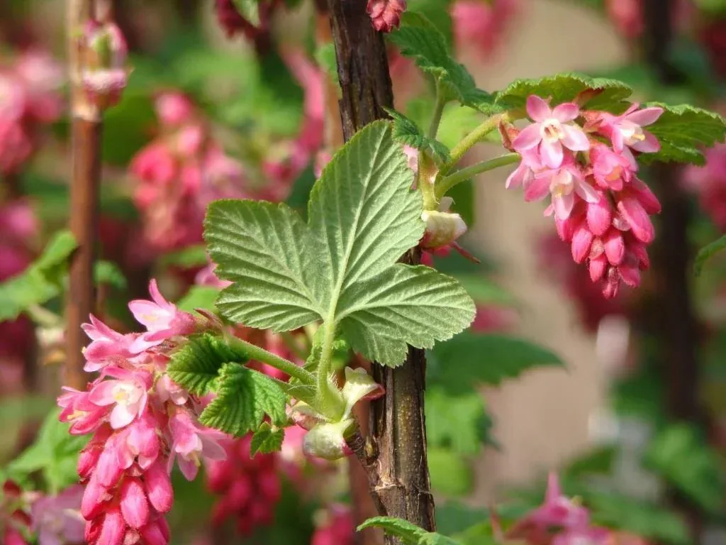 Red Currant King Edward VII - Ribes sanguineum - 7.5 L pot 80-100 cm