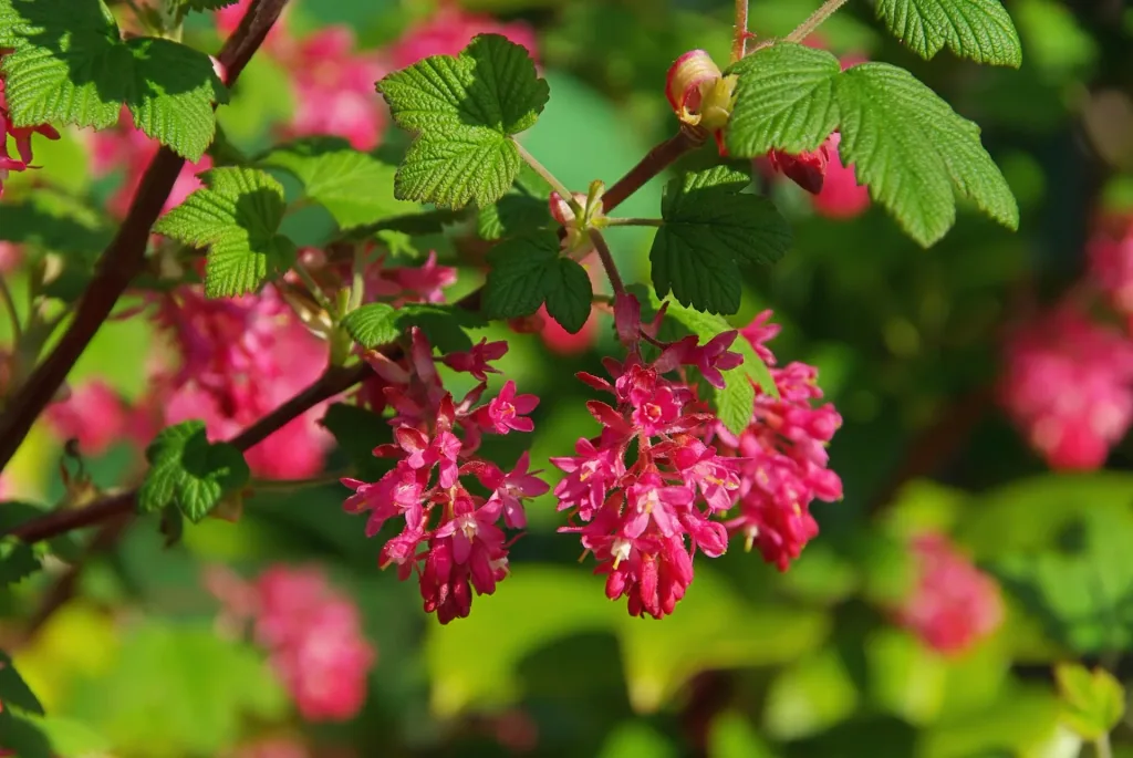 Red Currant King Edward VII - Ribes sanguineum - 7.5 L pot 80-100 cm