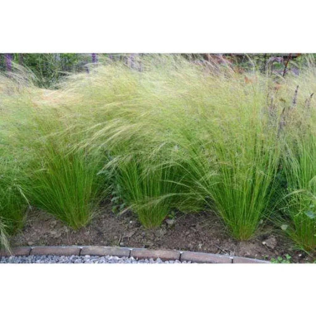 Blooming set of 8 Stipa Ponytail Feather Grass - 40-50 cm