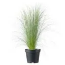 Blooming set of 8 Stipa Ponytail Feather Grass - 40-50 cm