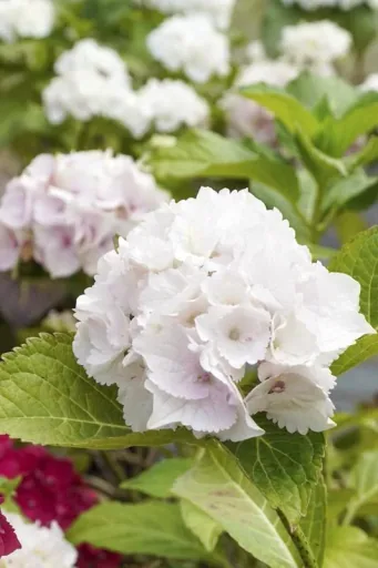 Hydrangea macrophylla white - 7 L pot 40-60 cm