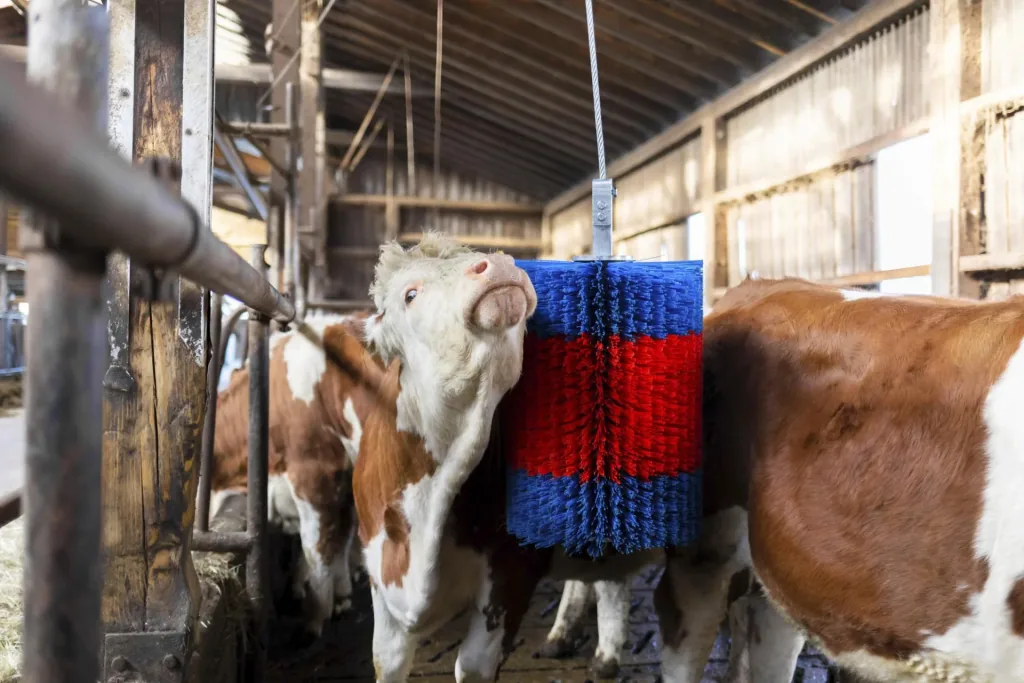 Cattle brush HAPPYCOW Free Midi without boom