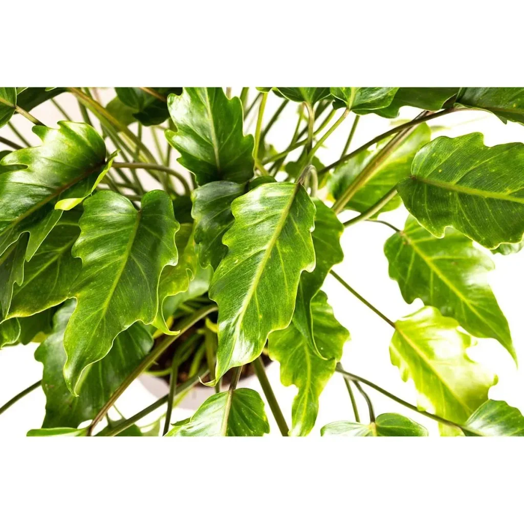 Flowering Philodendron Xanadu Large - 60-70Cm - 1 Piece