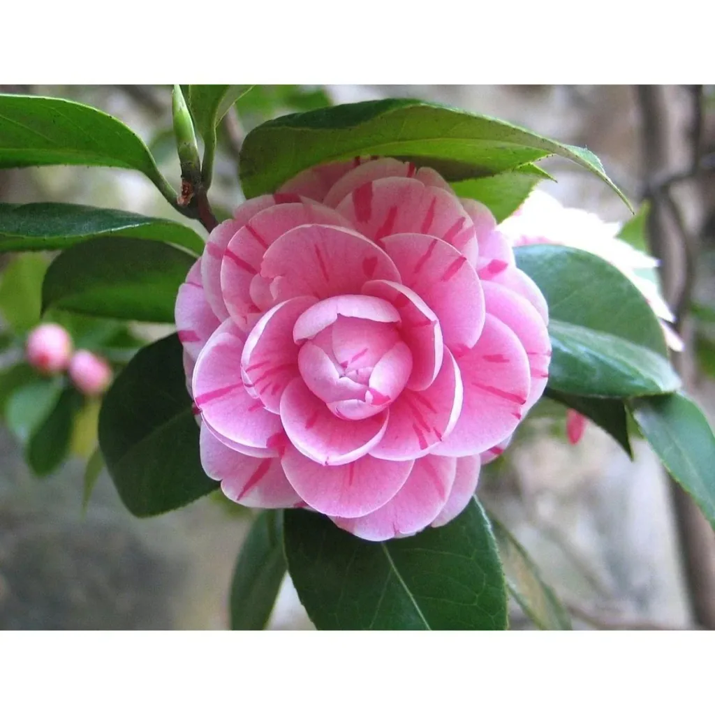 Blooming Camellia XL shrub 'Japan