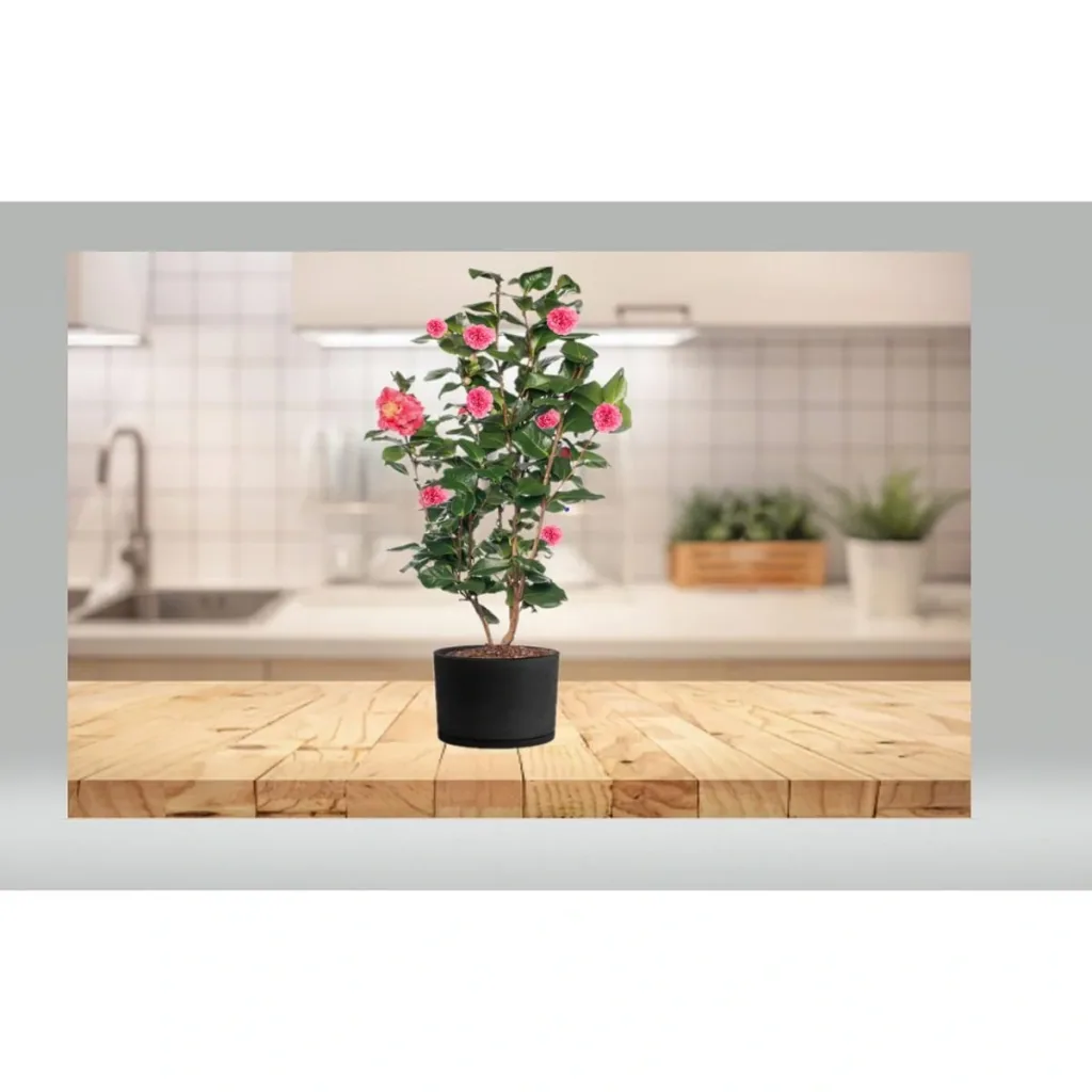 Blooming Camellia XL shrub 'Japan