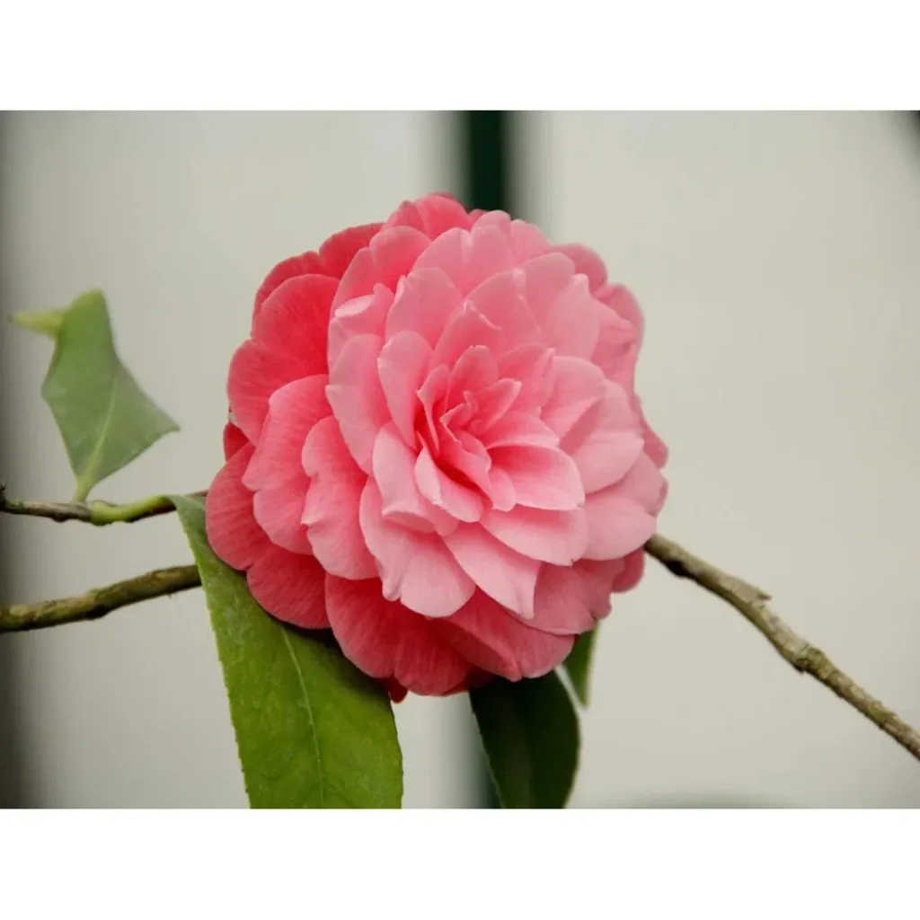 Blooming Camellia XL shrub 'Japan