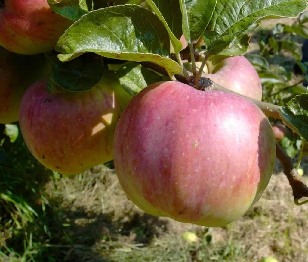 Apple "Dülmener + Ontario" 2 varieties on one stem, in a 10L container