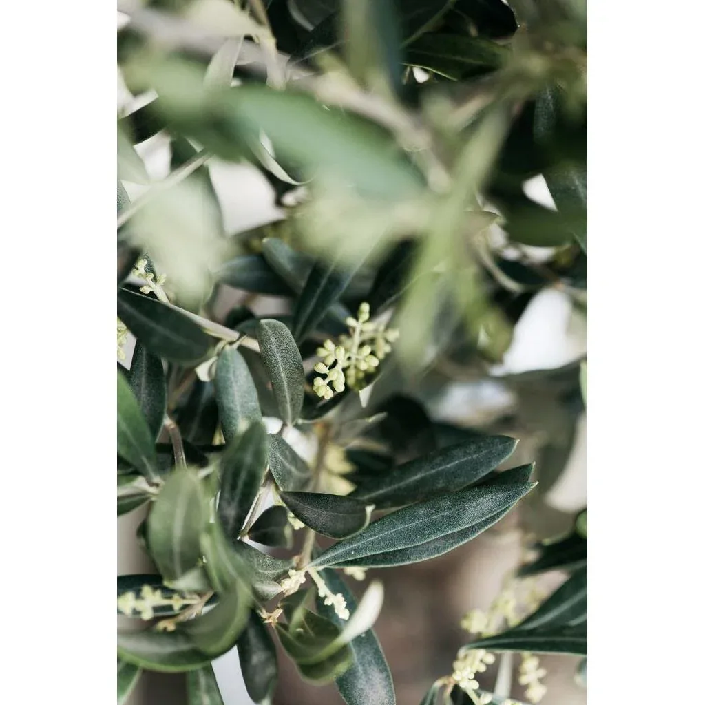 Blossoming olive trees hardy on