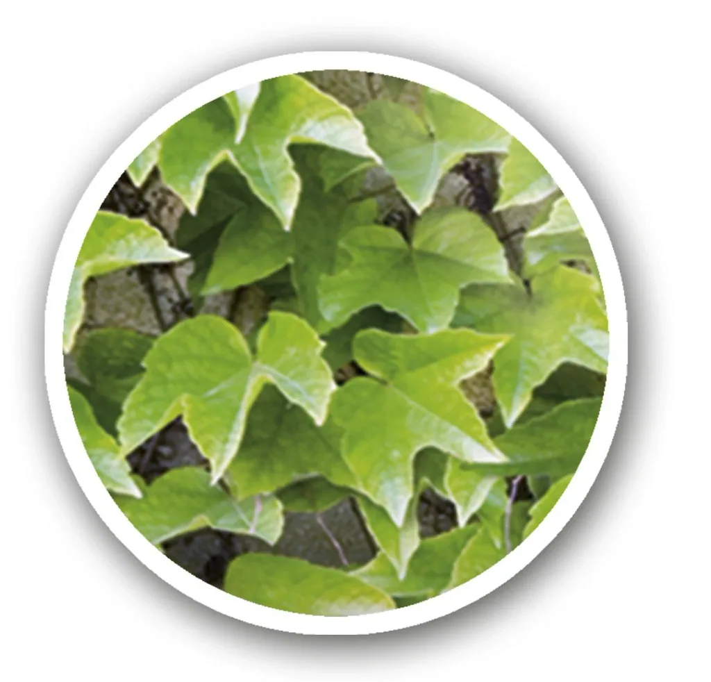 Balcony privacy screen "Wild Vine"