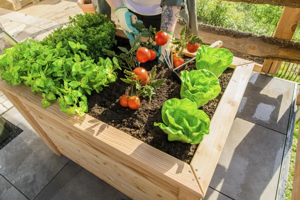 Carré potager surélevé Klassik 100, 100×65×66 cm, Naturel – Mélèze certifié FSC, ménage le dos