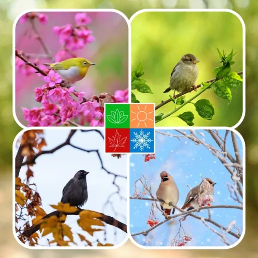 Nourriture pour Oiseaux Sauvages - Bâtonnets d'Arachide, Lot de 2