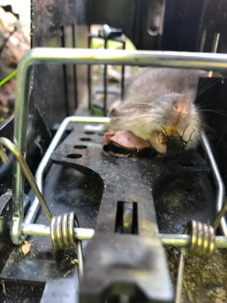 Mousetrap "Endstation"