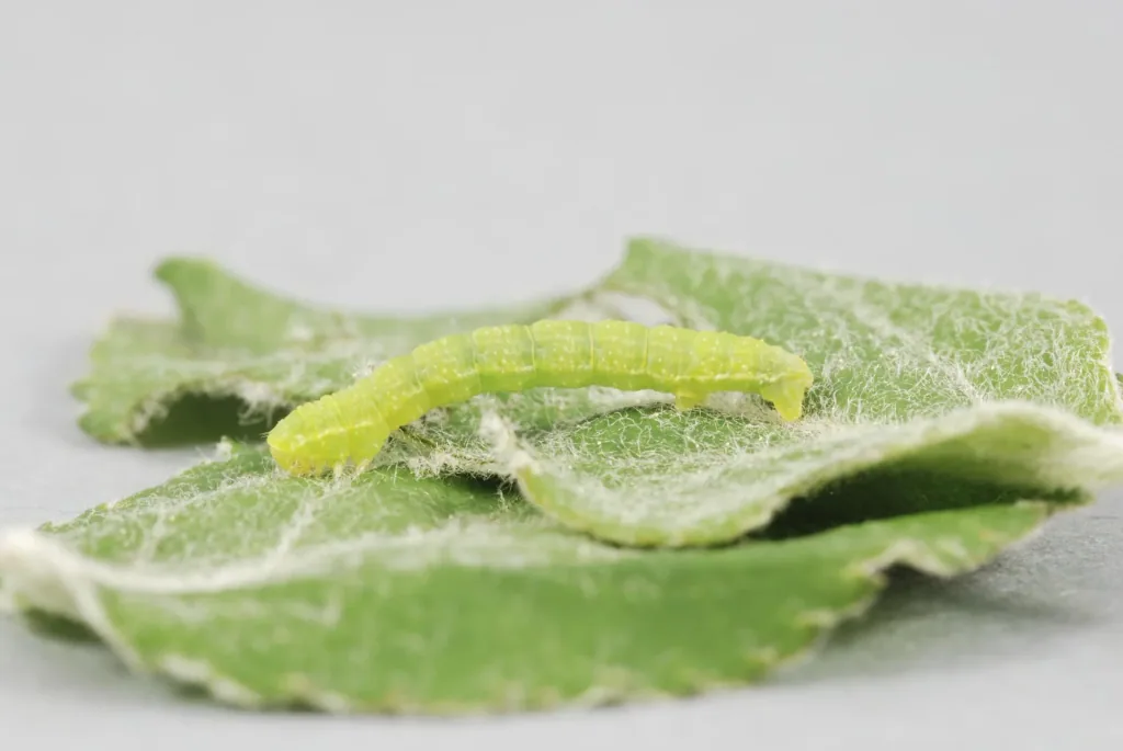 Colle contre la chenille du carpocapse du poirier, l'hyponomeute 500 g
