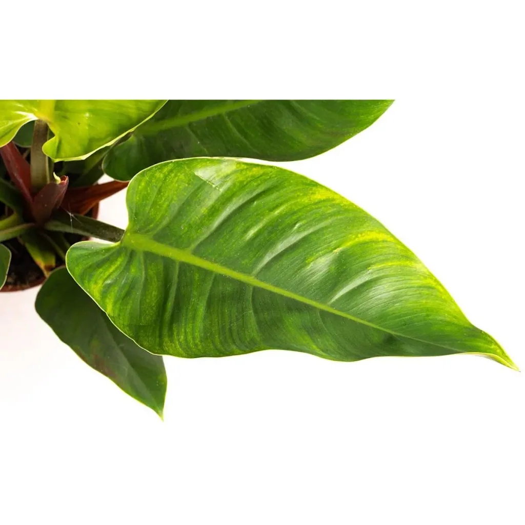 Blooming Philodendron Imperial Green Large - 50-60 cm - 2 pieces