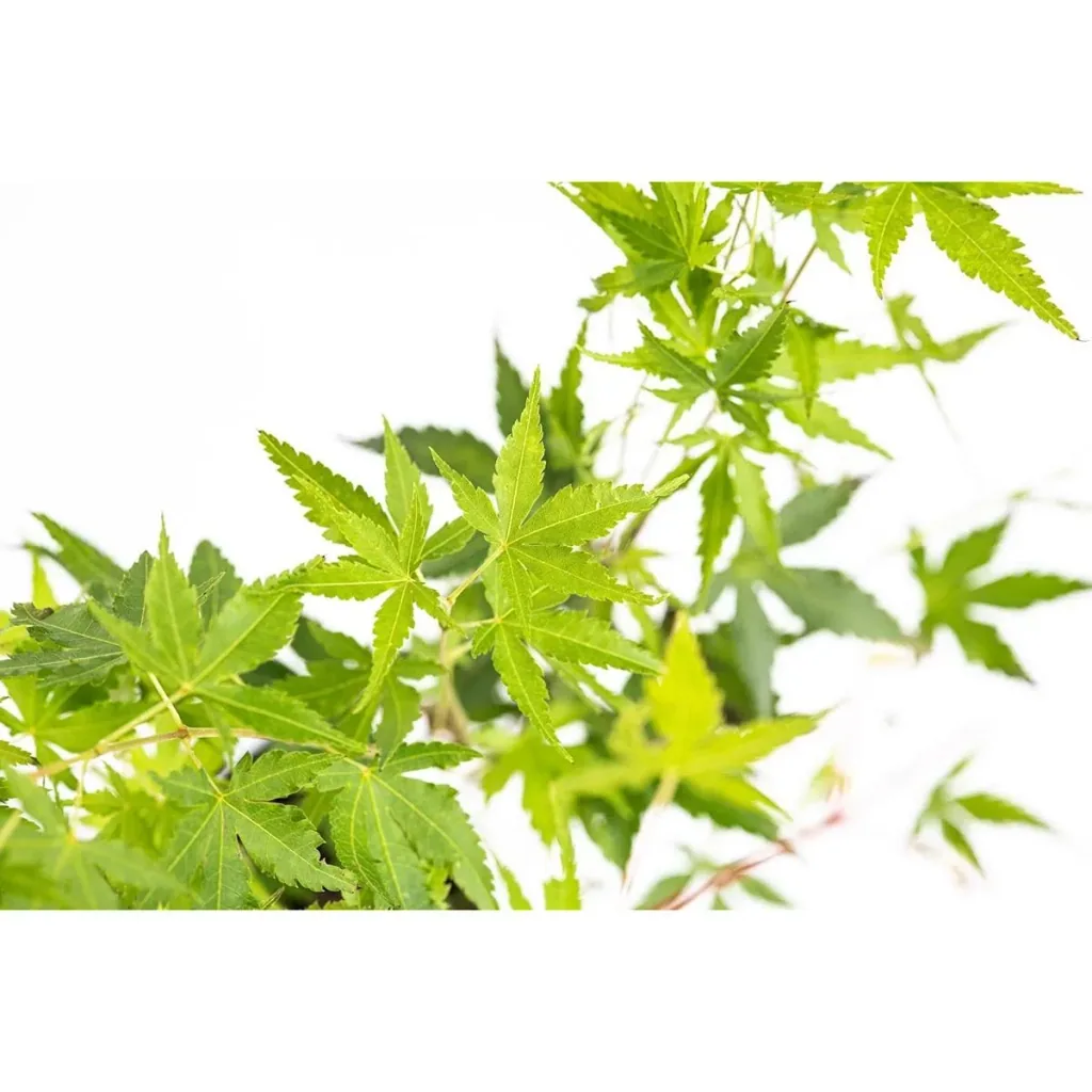 Flowering Acer mixed set -of 4 Jap