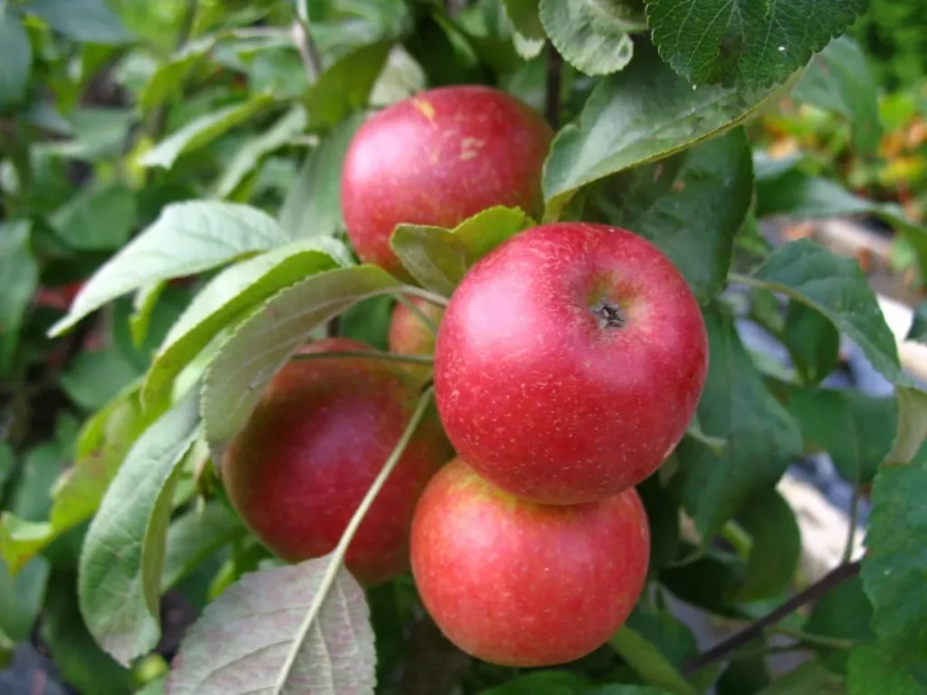 Columnar apple "1a-plant Jarle", 7.5L container, crisp, juicy and aromatic