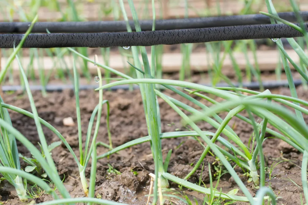 Irrigation ring drip hose