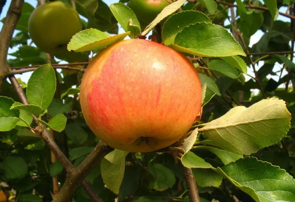 Apple "James Grieve" half-standard, in a 10L container
