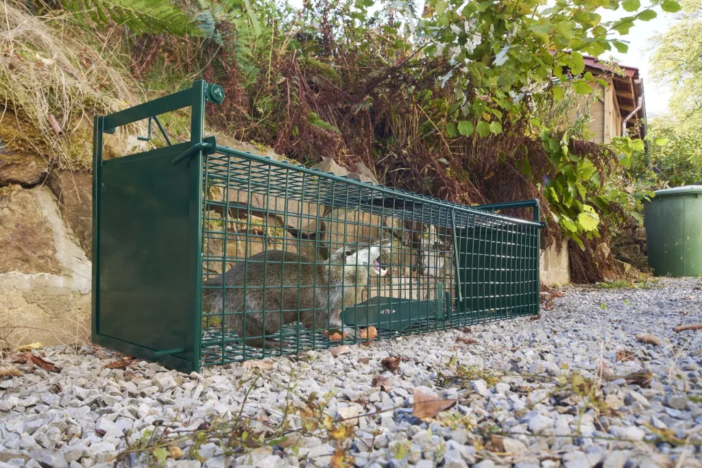 Piège à capture vivante professionnel "2" - 120 x 27 x 27 cm